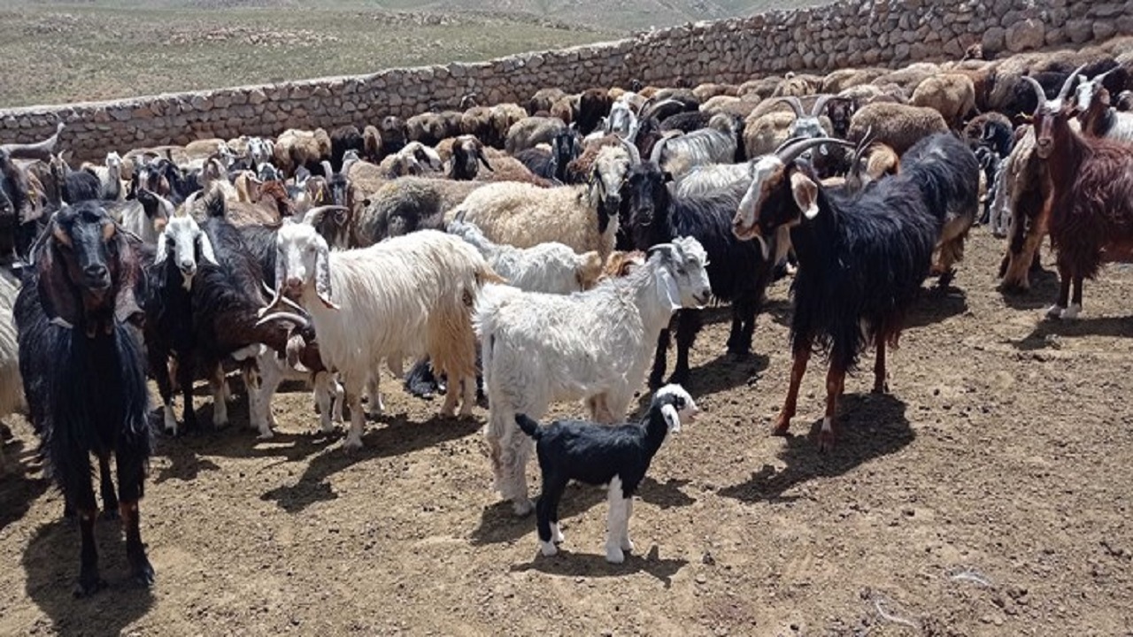 خرید ۱۷ هزار رأس دام مازاد عشایر خراسان‌جنوبی