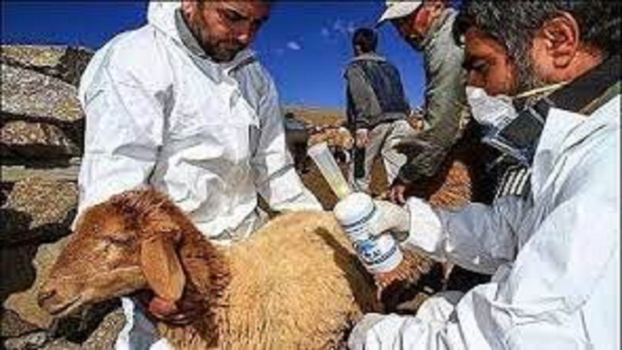 بیش از ۲۰۰ هزار راس دام سبک در خوزستان ایمن می‌شوند