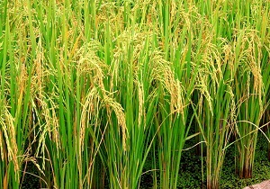 کشت محصولات پرمصرف آب در خوزستان ممنوع شد