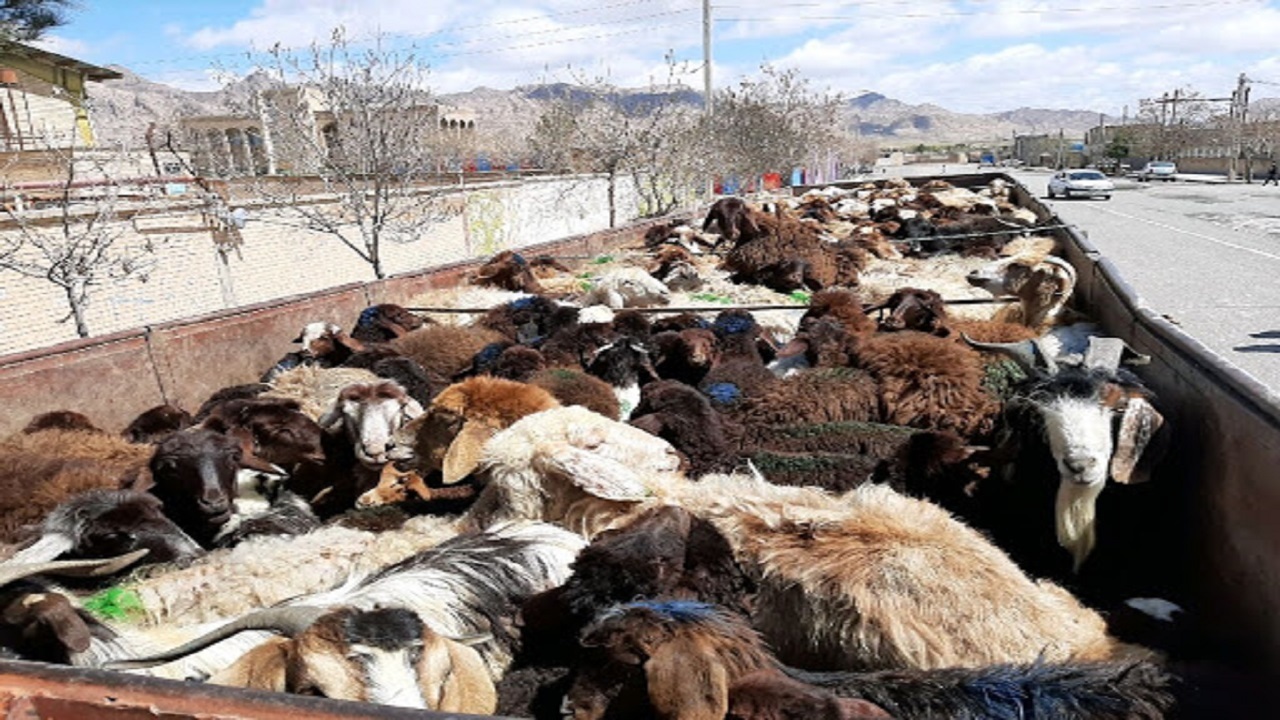 کشف ۱۴ رأس گوسفند غیرمجاز در طبس
