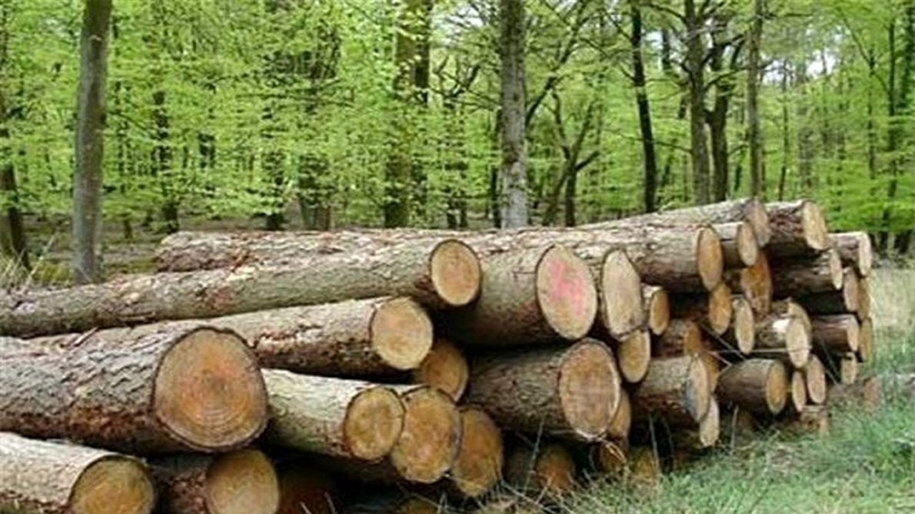 کشف ۲۲۳ تن چوب قاچاق در استان اصفهان