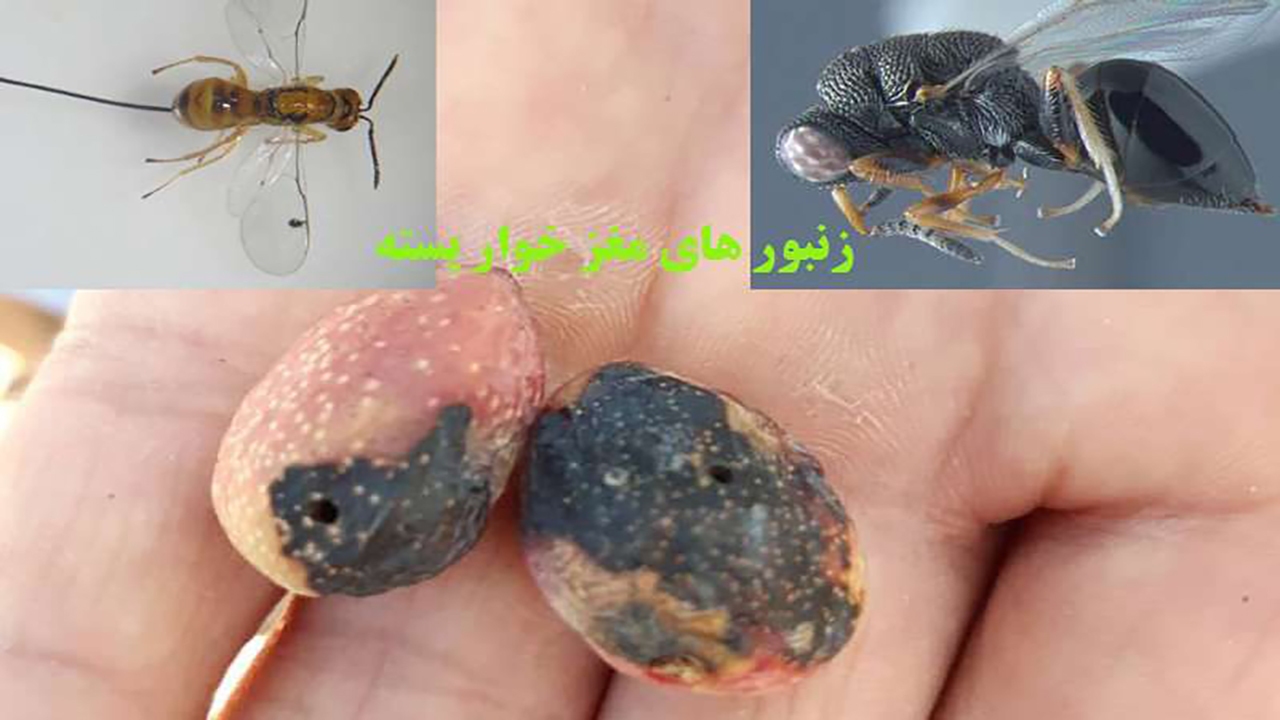 اجرای طرح تحقیقی، ترویجی زنبور مغزخوار پسته در باغات رفسنجان