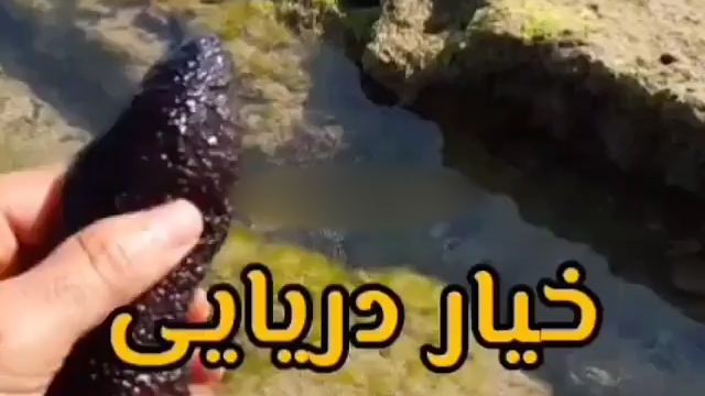 خیار دریایی، جانوری خزنده‌ + فیلم