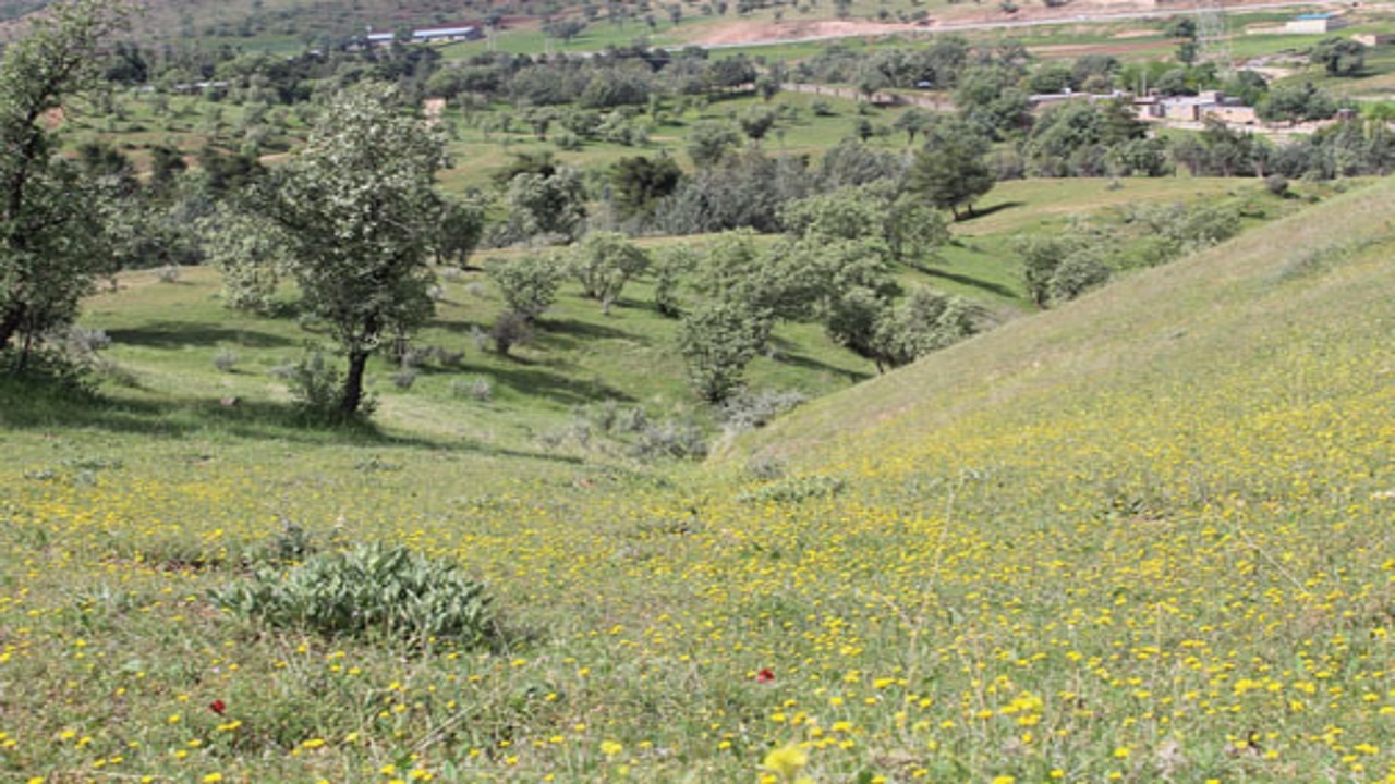 تخصیص ۳۰میلیارد تومان اعتبار برای حفاظت از جنگل‌های لرستان