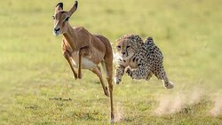 شکار و زنده خواری کلاغ توسط شاهین + فیلم