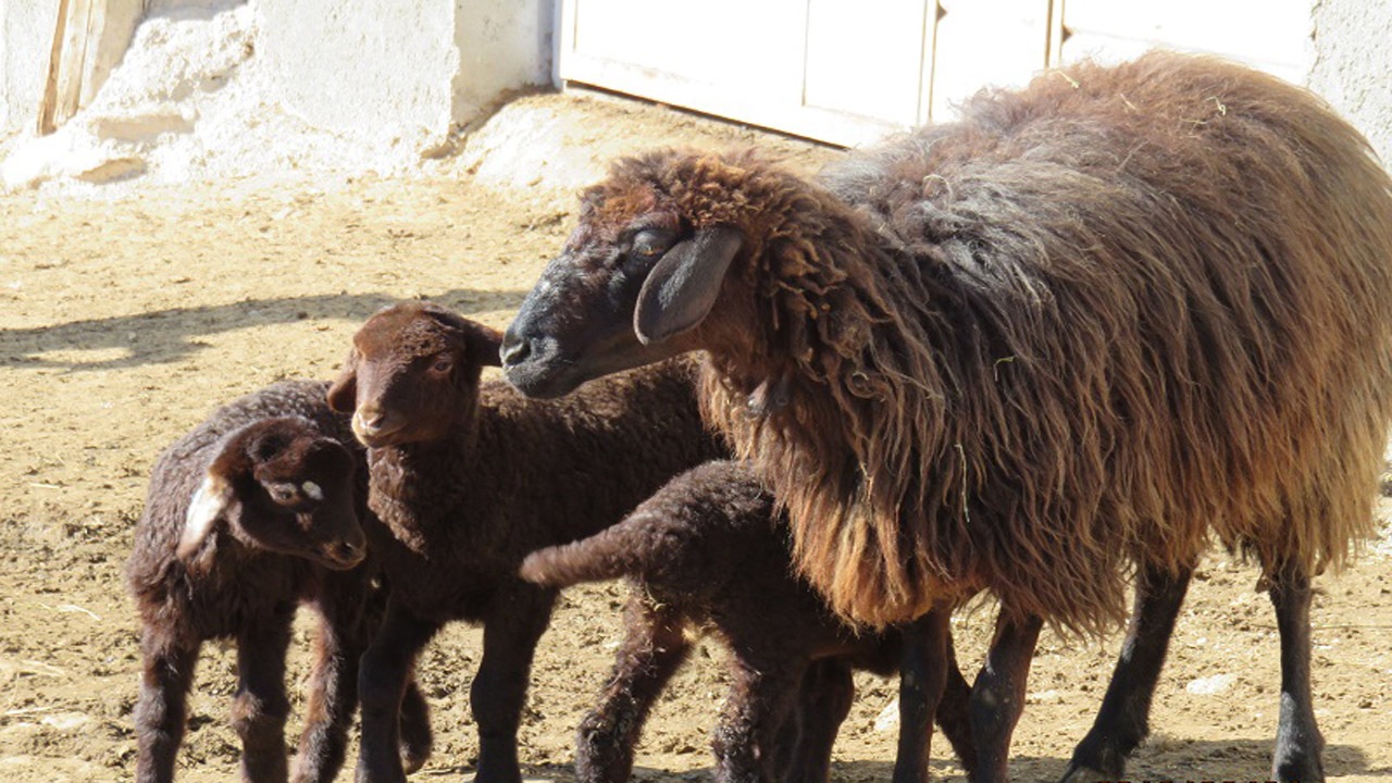 کاهش تلفات در گله‌های بومی گوسفند کردی شیروان