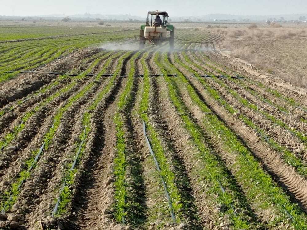 مبارزه در ۴ هزار هکتار از مزارع قیروکارزین علیه علف‌های هرز