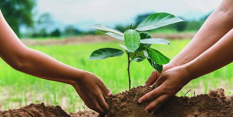مهریه زوج جوان در ممسنی صرف درختکاری شد
