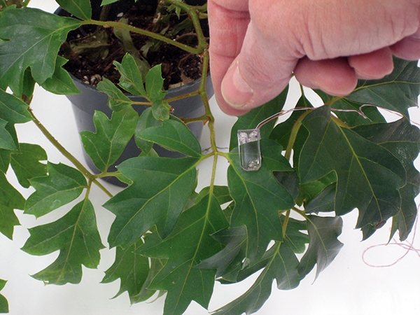 Plant Sensors