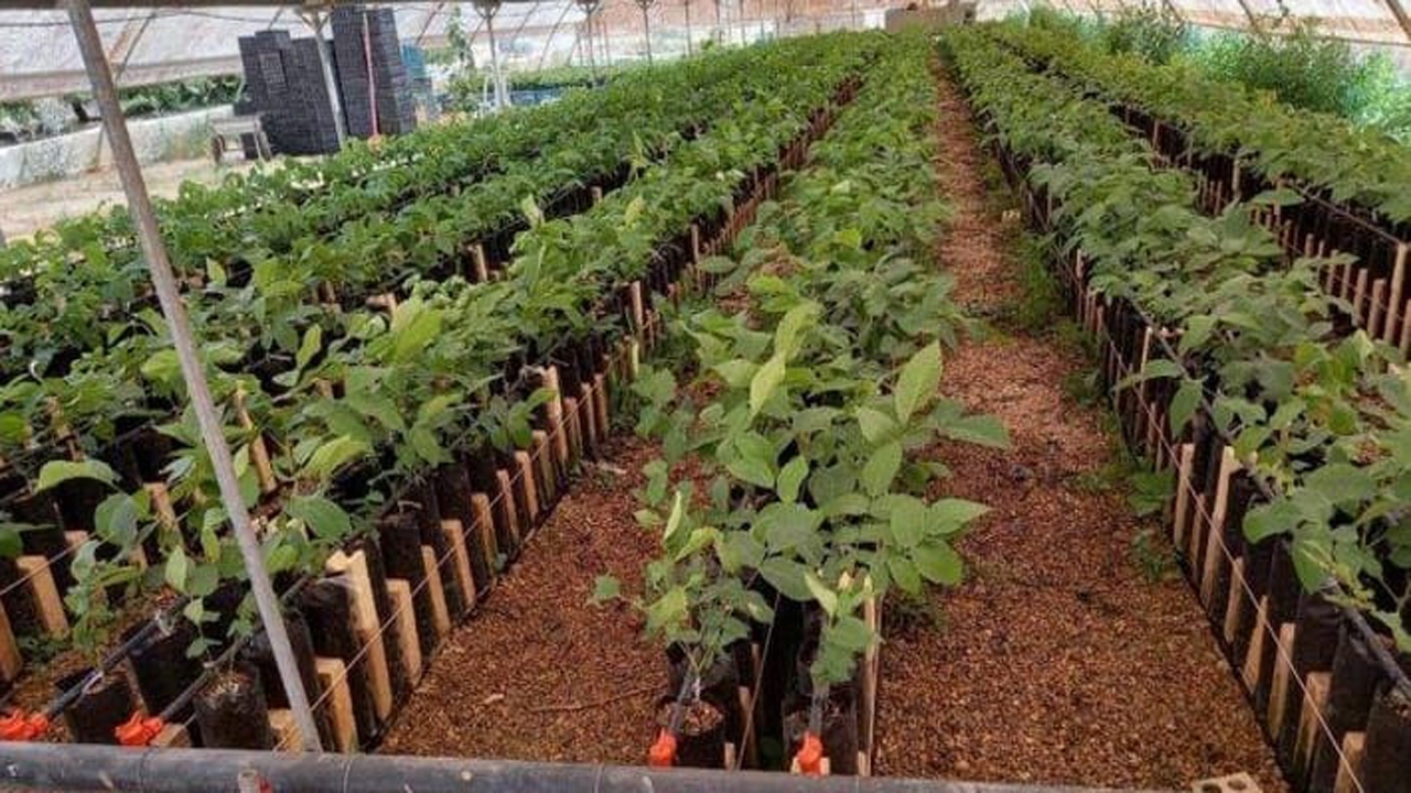 باغداران در خرید نهال دقت‌ کنند