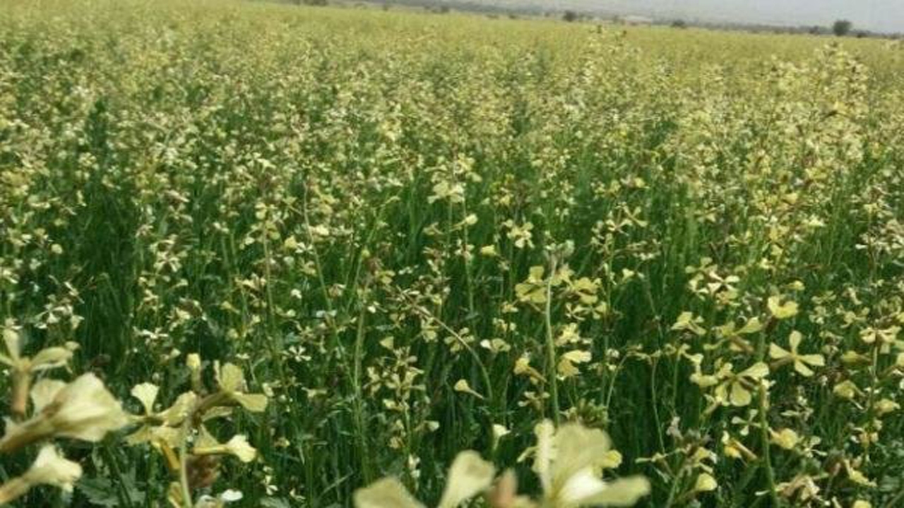 کشت گیاهان منداب و ماشک علوفه ای در بیضا