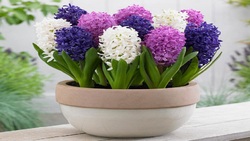 نحوه ساخت گلدان با بطری نوشابه + فیلم