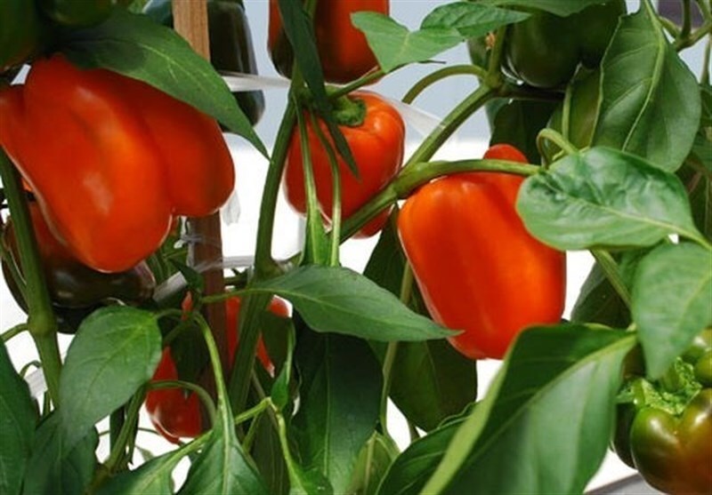 آفت به جان مزارع فلفل دلمه ای قلعه قاضی استان هرمزگان افتاد