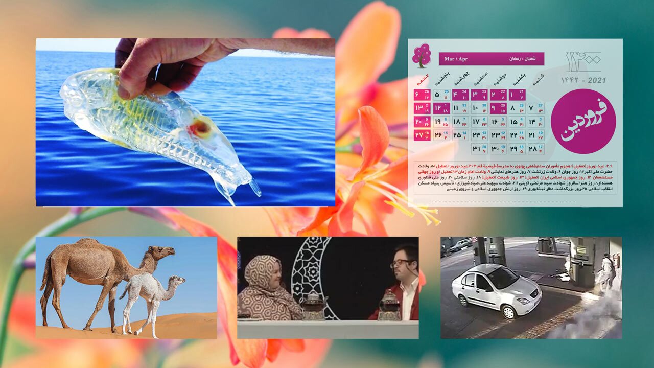 عاشقانه‌های بازیگر سریال پایتخت برای همسرش در برنامه زنده/ دیالوگ‌های ضد اخلاقی فیلم «بعد از تو»/ نوعی مارماهی که بدن شفاف دارد