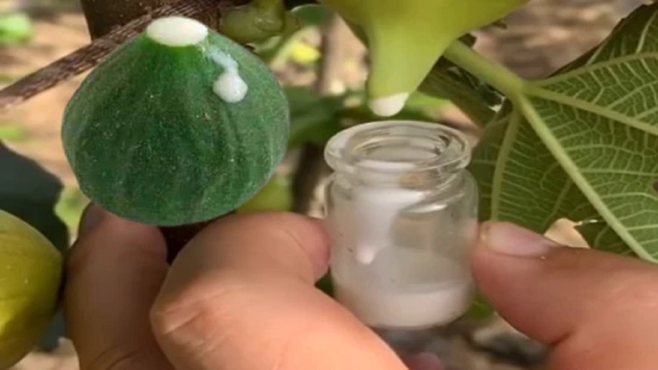فواید معجزه آسای شیر انجیر