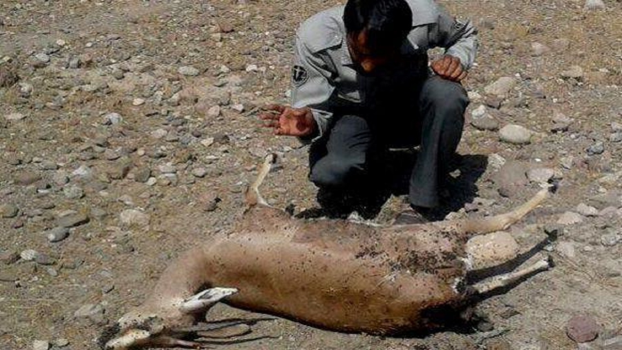 دستگیری شکارچی حرفه ای‌ در پناهگاه حیات وحش موته