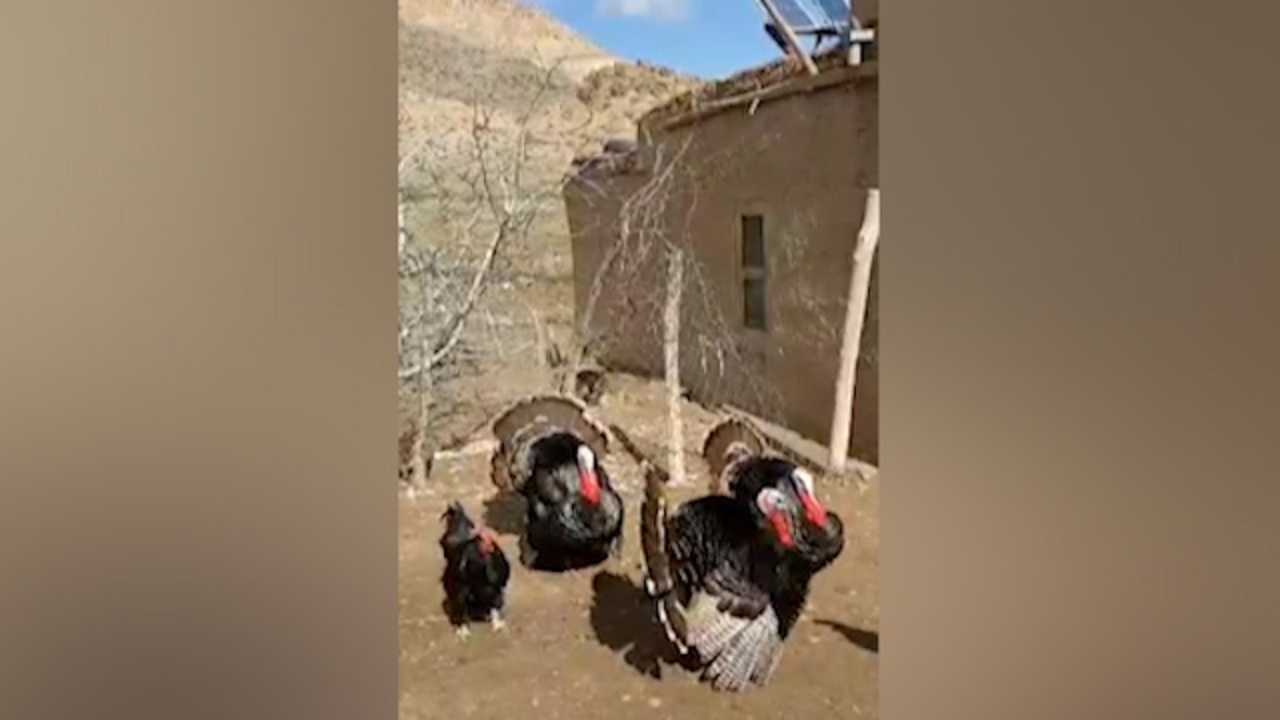 دعوایی که با وساطت بوقلمون‌ها، ختم به خیر شد + فیلم