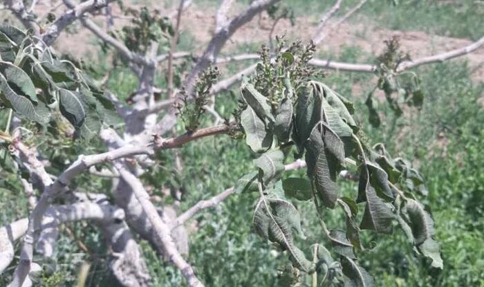 وقتی سرمای شبانه، هستی کشاورز را بر باد می دهد!