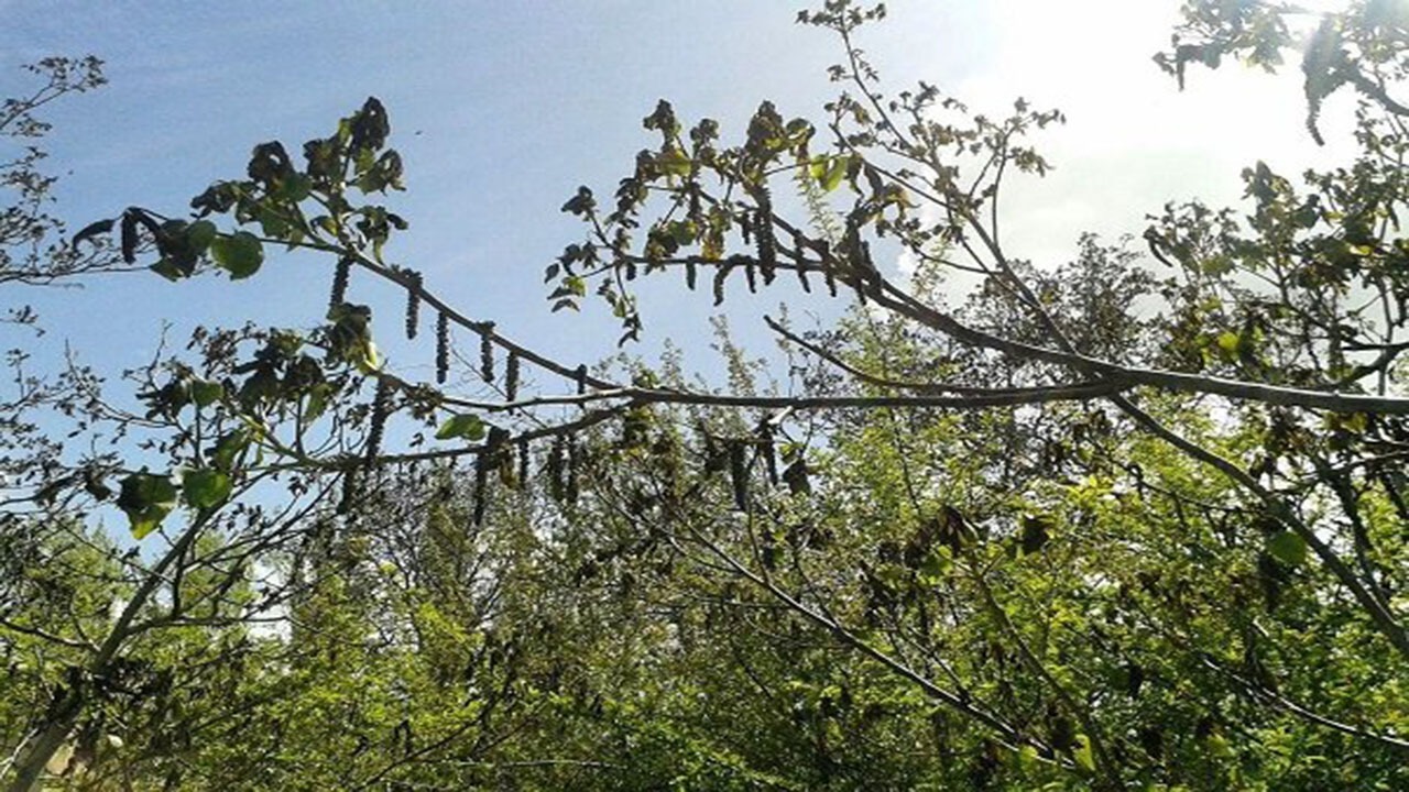 وقتی سرمای شبانه، هستی کشاورز را بر باد می دهد!