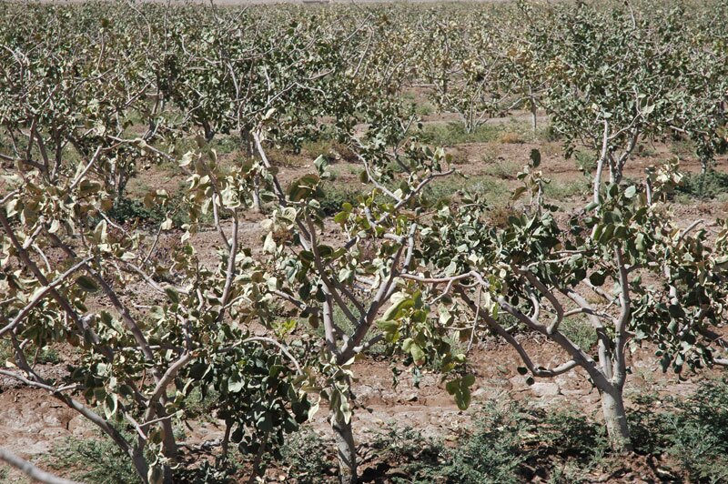وقتی سرمای شبانه، هستی کشاورز را بر باد می دهد!
