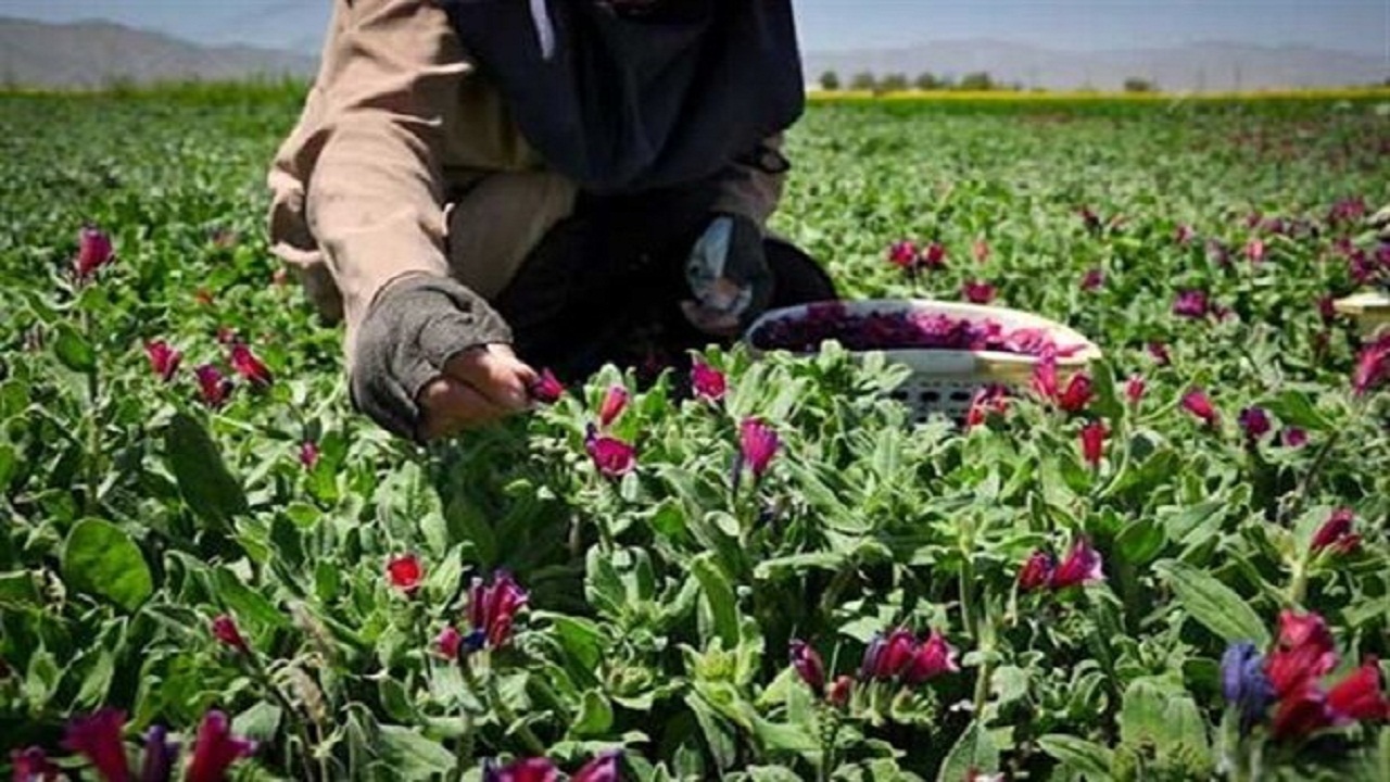 ۴۵۰ هکتار از اراضی زنجان زیر کشت گیاهان دارویی