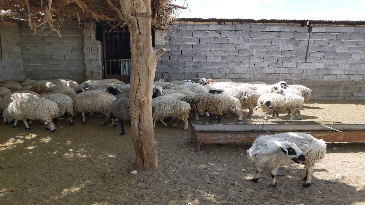 دستگیری سرکرده اصلی سارقان احشام در انار
