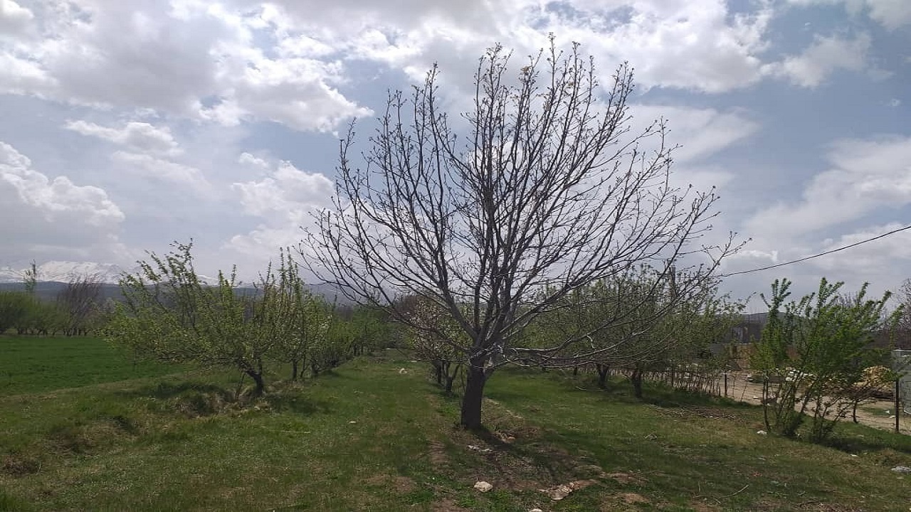 خسارت ۲۵ تا ۱۰۰ درصدی به باغ‌های نهاوند