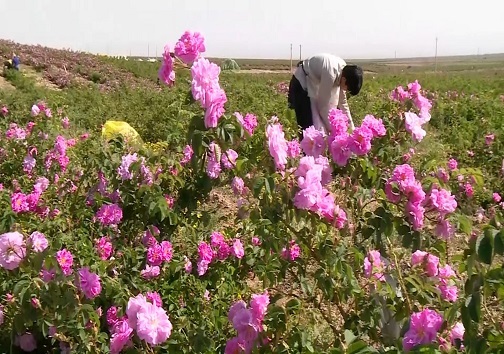 غنچه ی هزار درمان/ وقتی پای گلبرگ های گل محمدی به صنعت سرکه سازی باز می شود