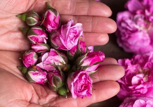 غنچه ی هزار درمان/ وقتی پای گلبرگ های گل محمدی به صنعت سرکه سازی باز می شود