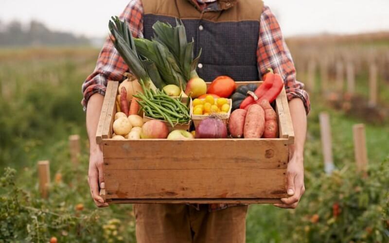 غذای ارگانیک 