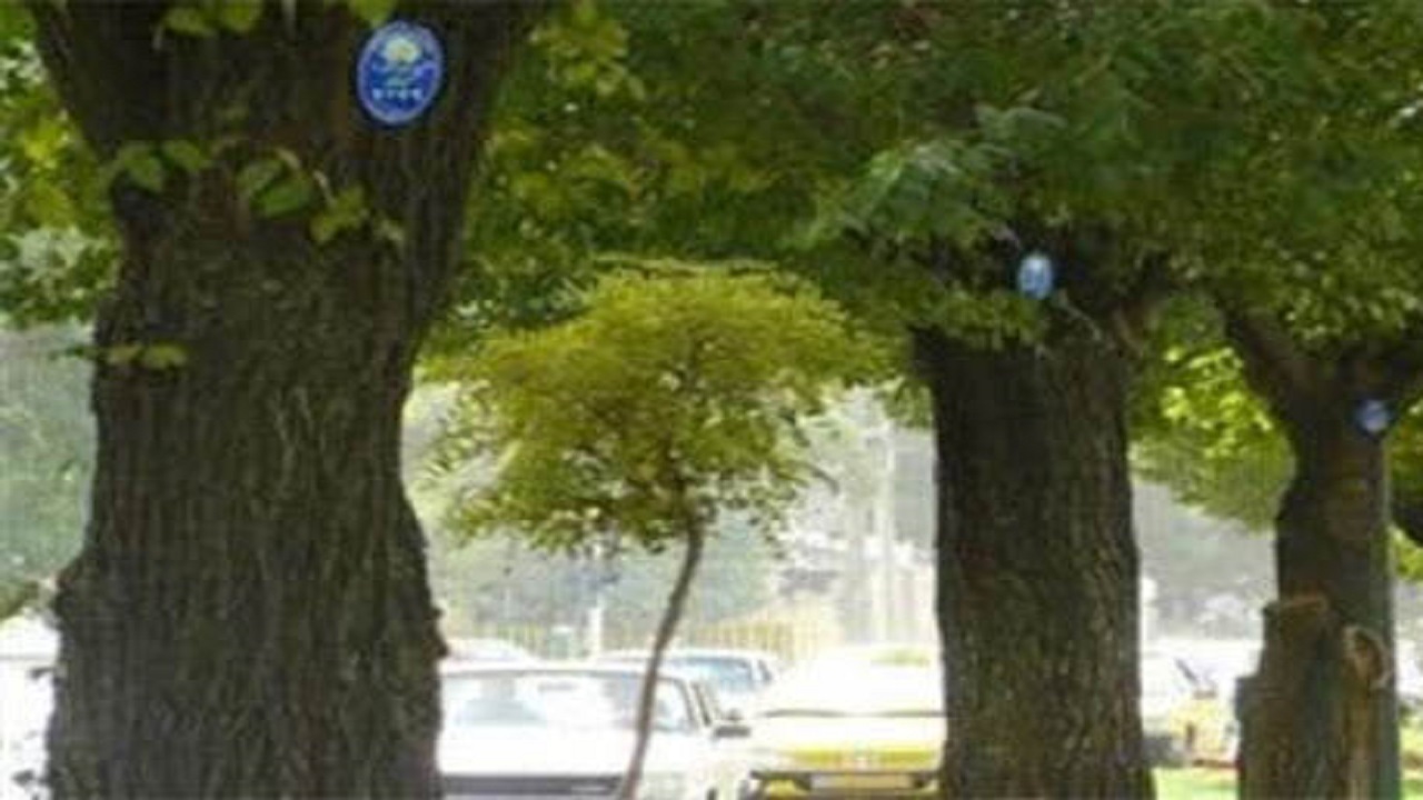 اجرای طرح پلاک کوبی درختان در هوراند