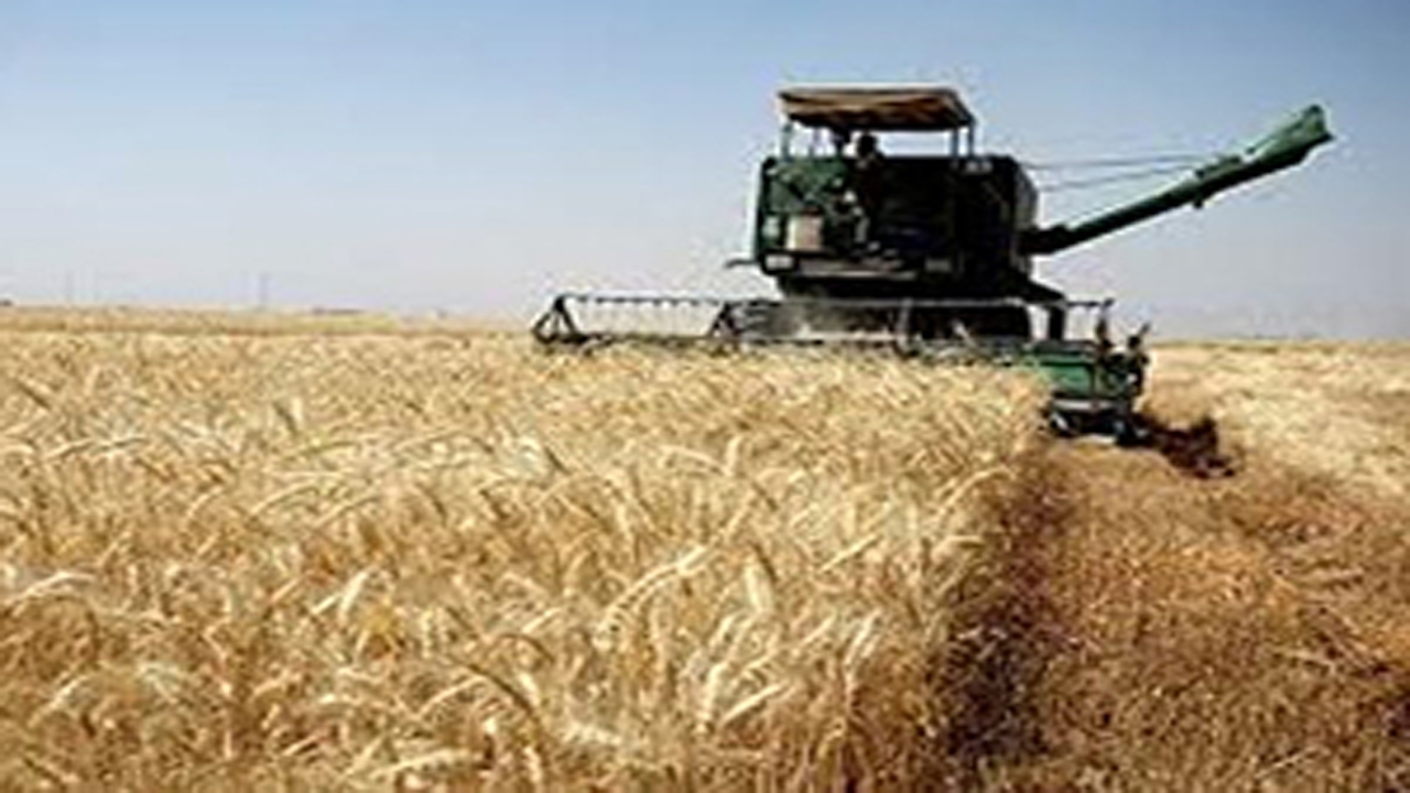 کوتاه شدن دست دلالان با افزایش قیمت خرید گندم در لارستان