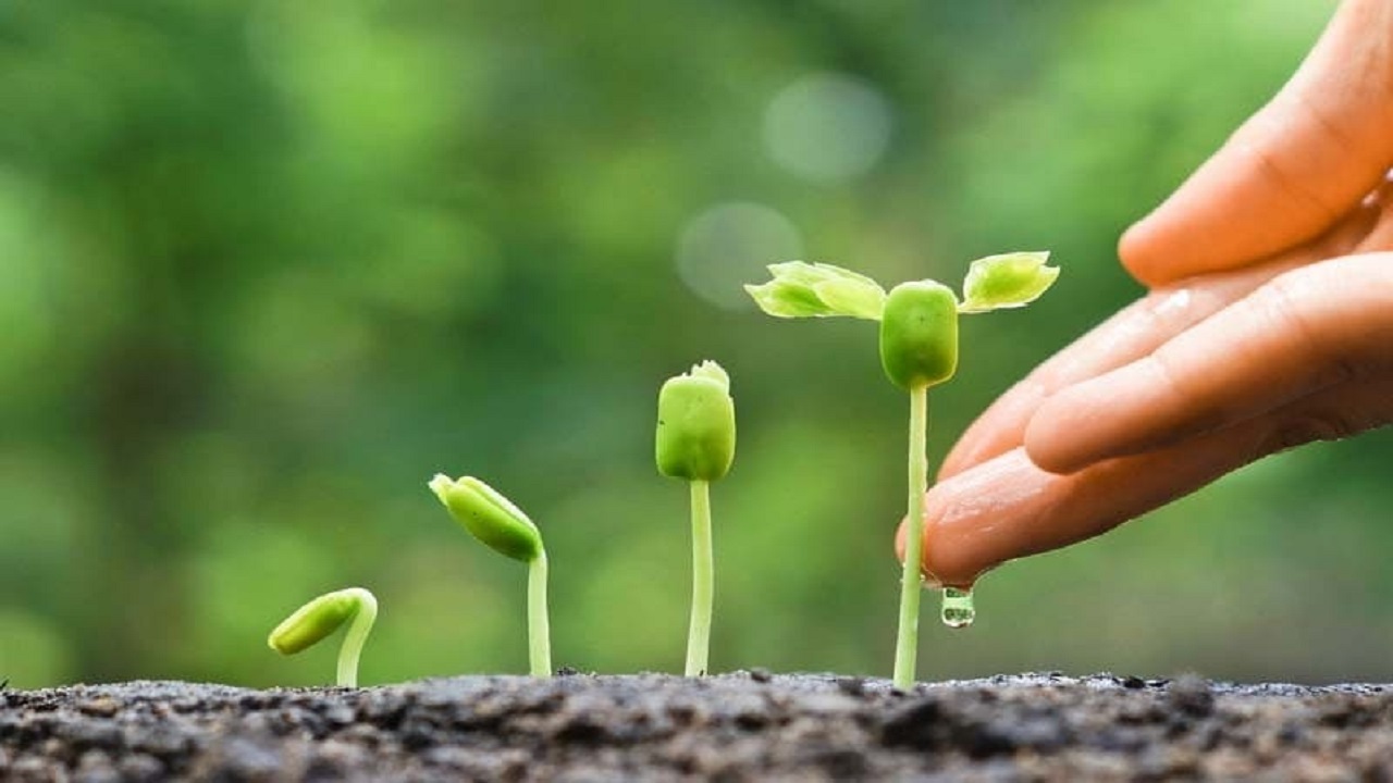 ۱۰ نکته مهم برای کاشت بذر