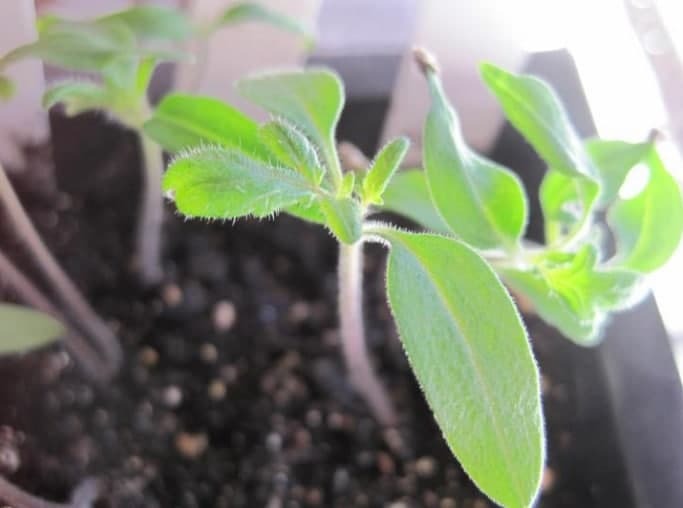 ۱۰ نکته برای کاشت بذر