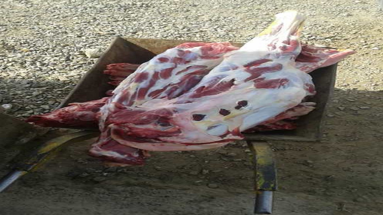 معدوم سازی لاشه یک نفر شتر در نهبندان