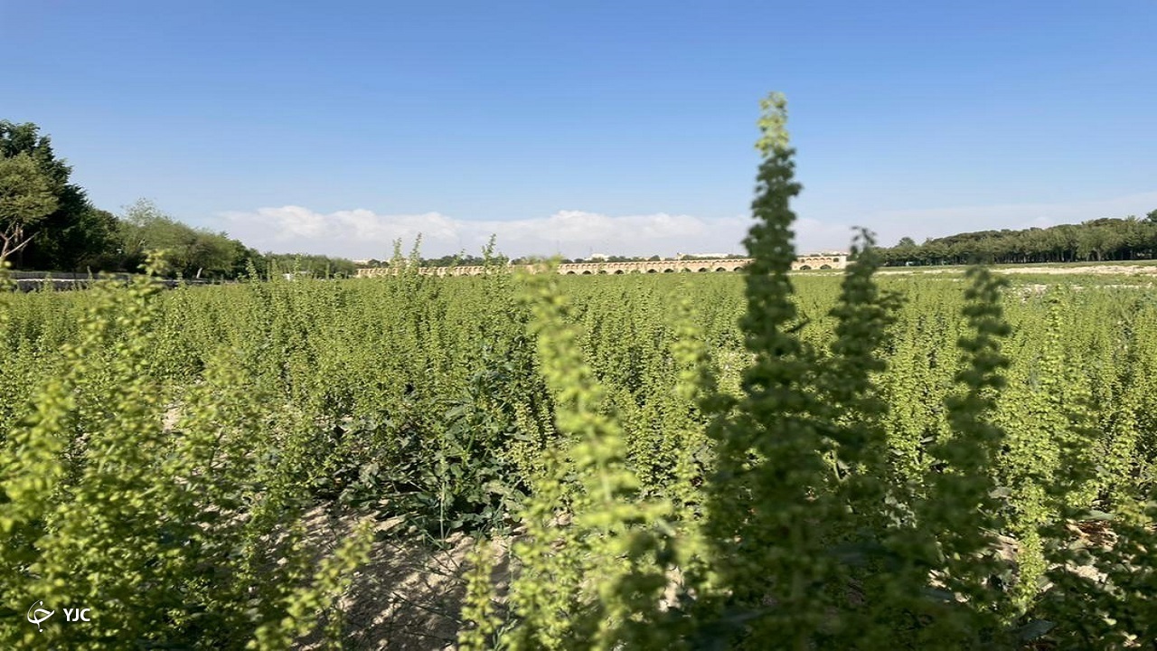پشت پرده کمبود سیمان در استان فارس چیست؟/ خلیجی که همیشه فارس می ماند/