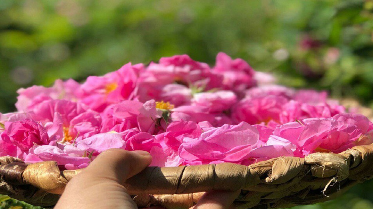 گلاب‌گیری در قمصر خراسان