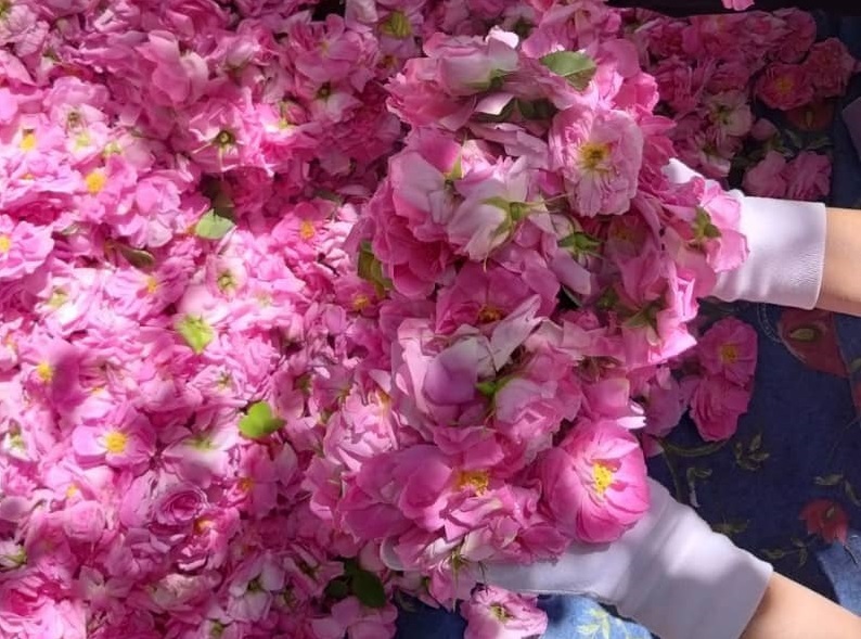 گل محمدی
