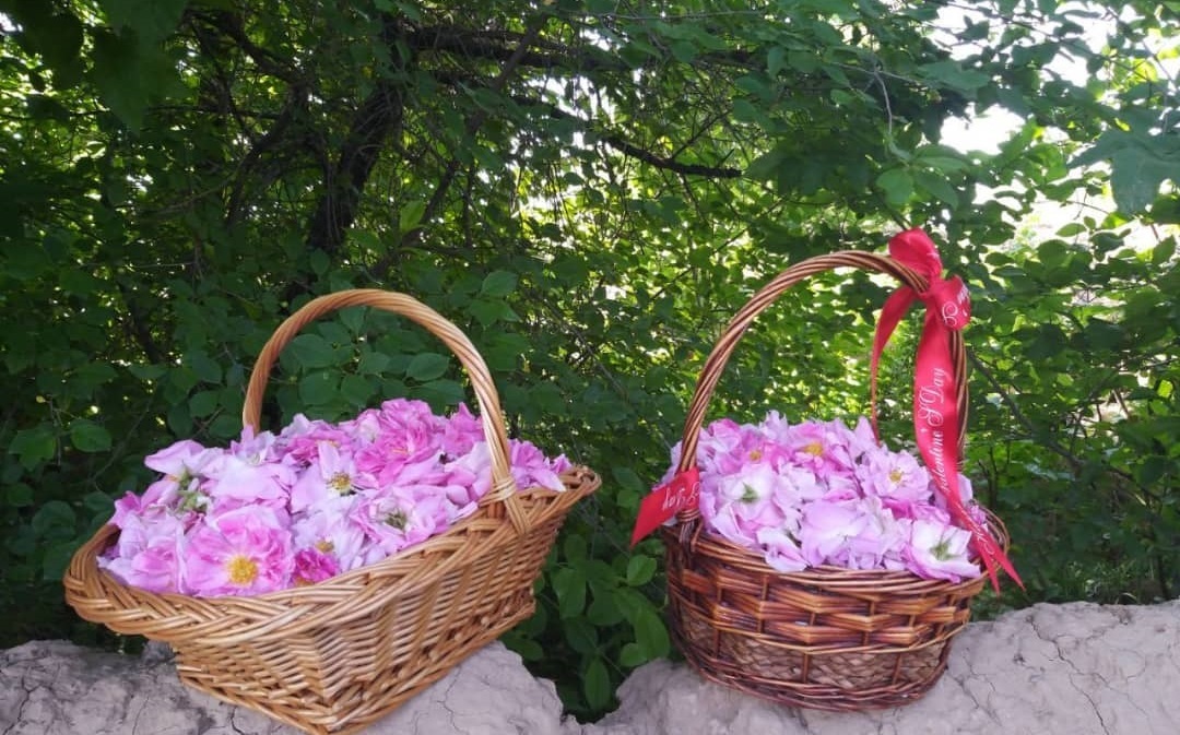گلاب&zwnj;گیری در خراسان