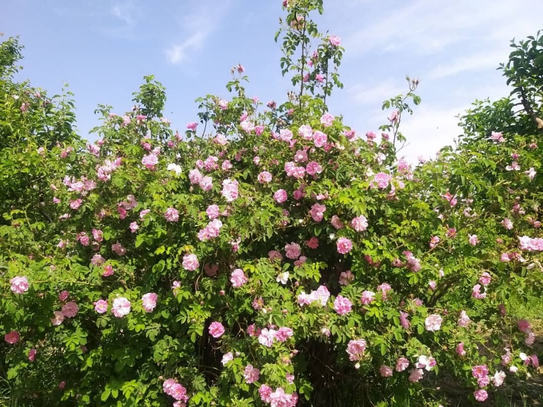 گلاب&zwnj;گیری در خراسان رضوی