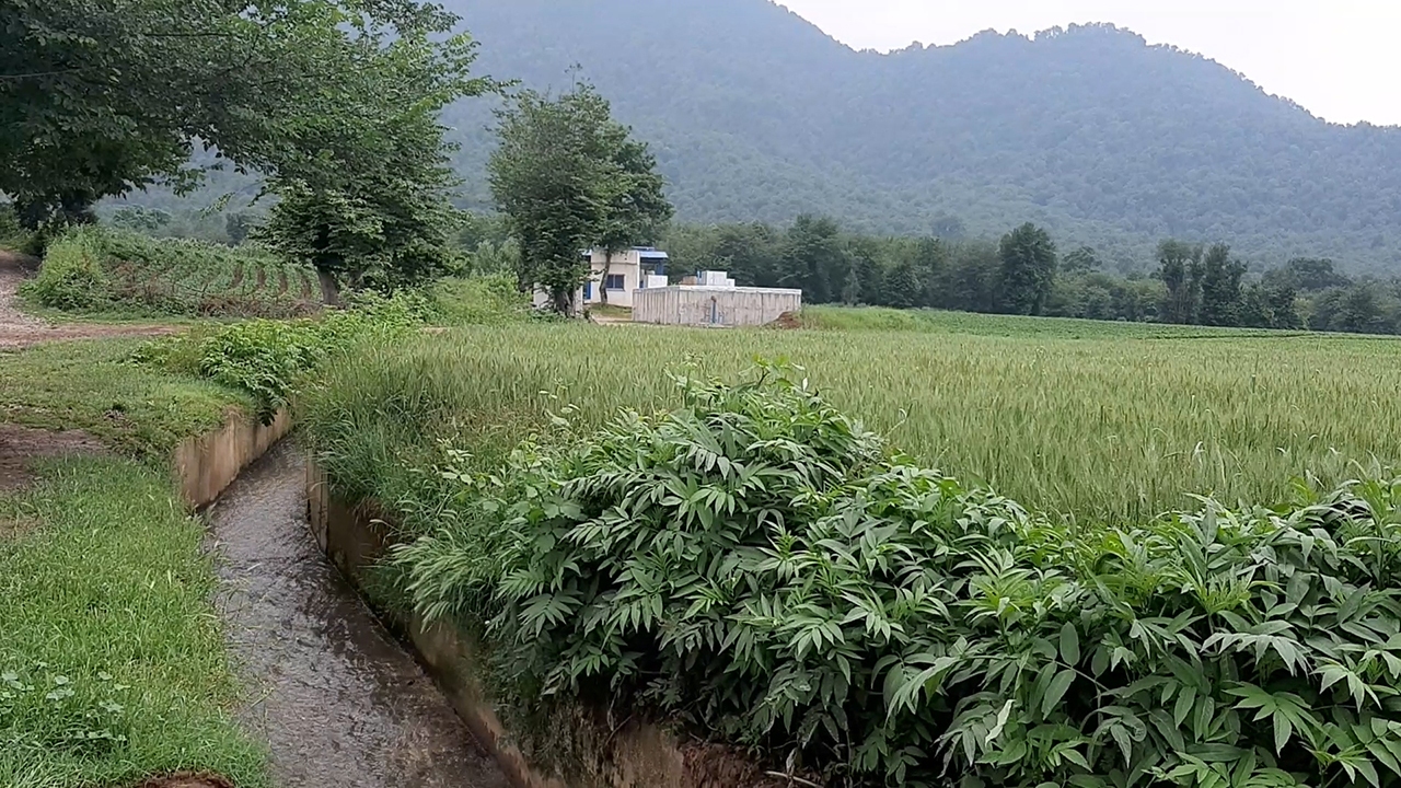 سفر به طبیعت تماشایی یک روستا در شمال+ فیلم