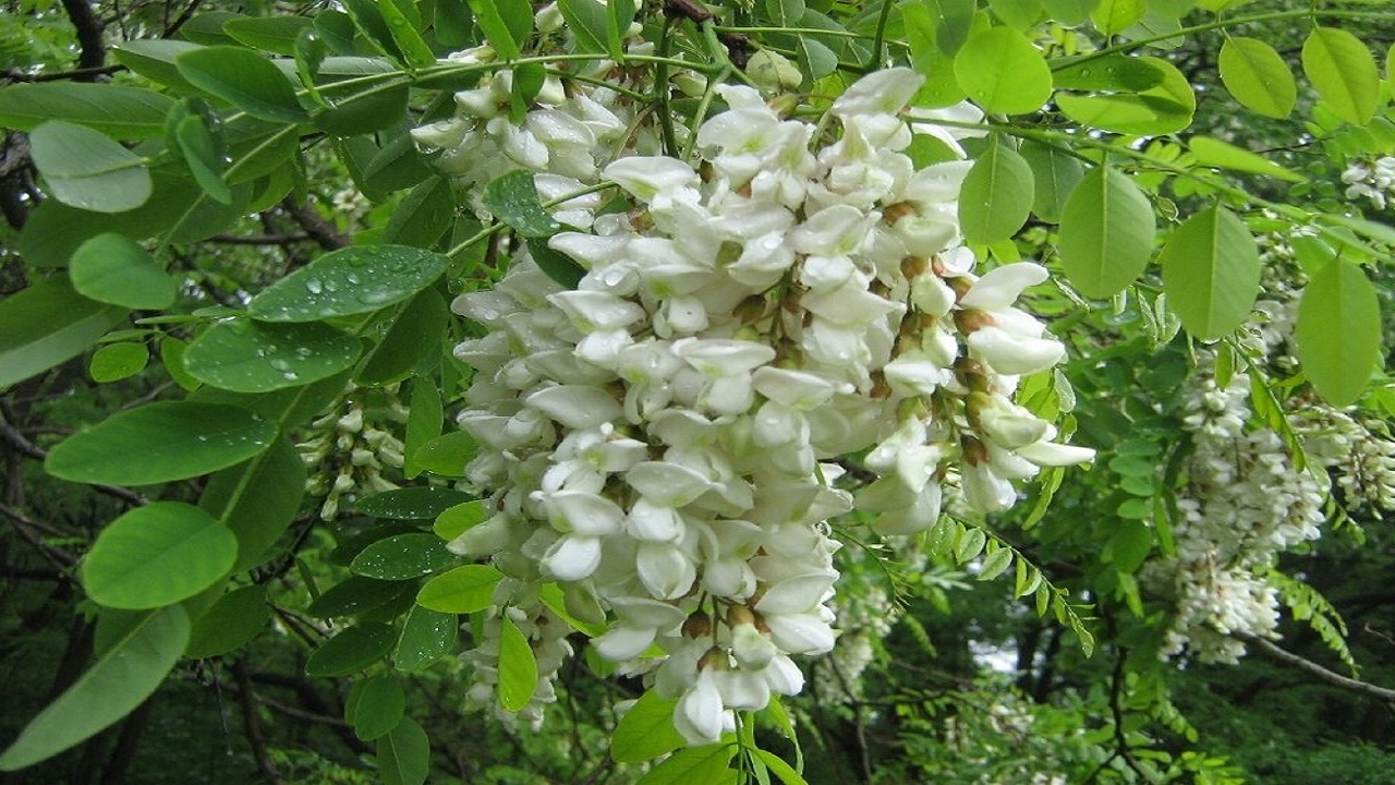 تعبیر خواب اقاقیا