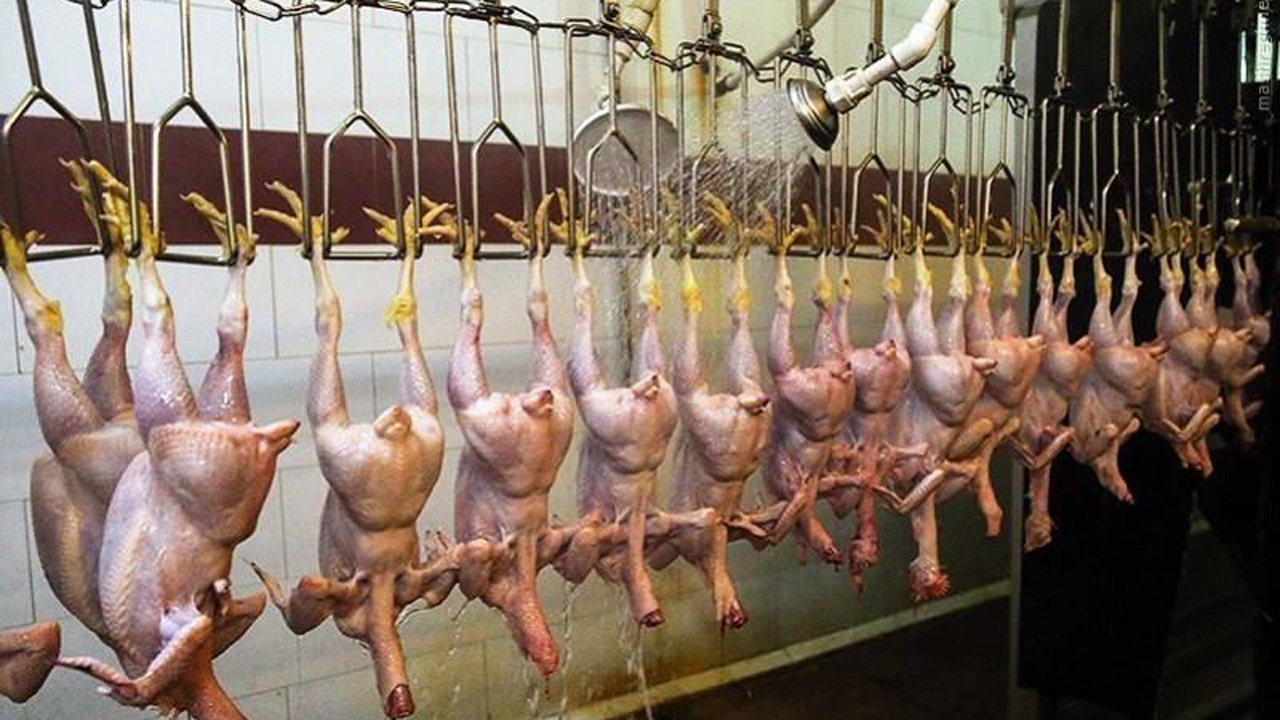 ارسال ۳۹ هزار قطعه مرغ زنده بهشهر به کشتارگاه‌ها