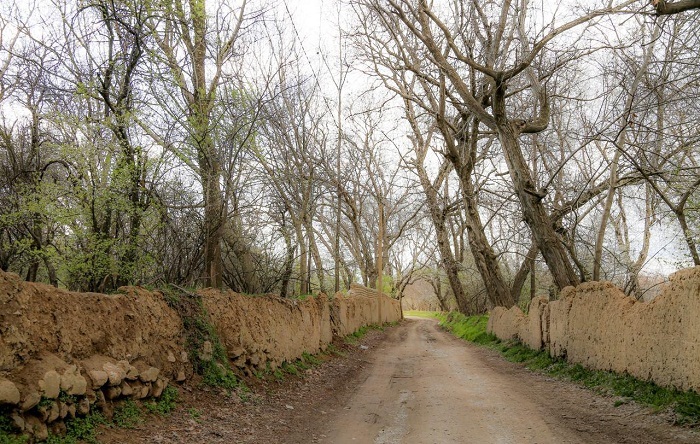 سرمازدگی و بیمه نداشتن بلای جان باغداران نهاوندی شد