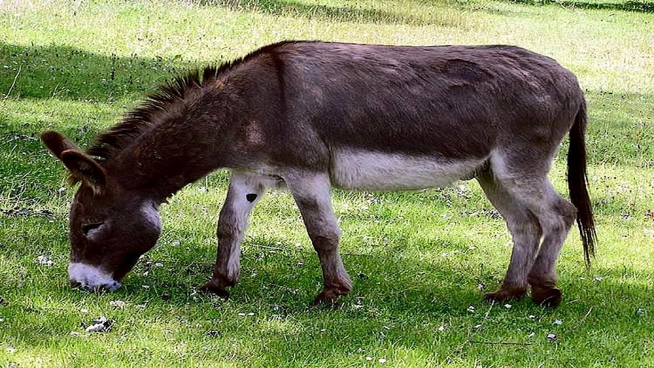 تعبیر خواب الاغ