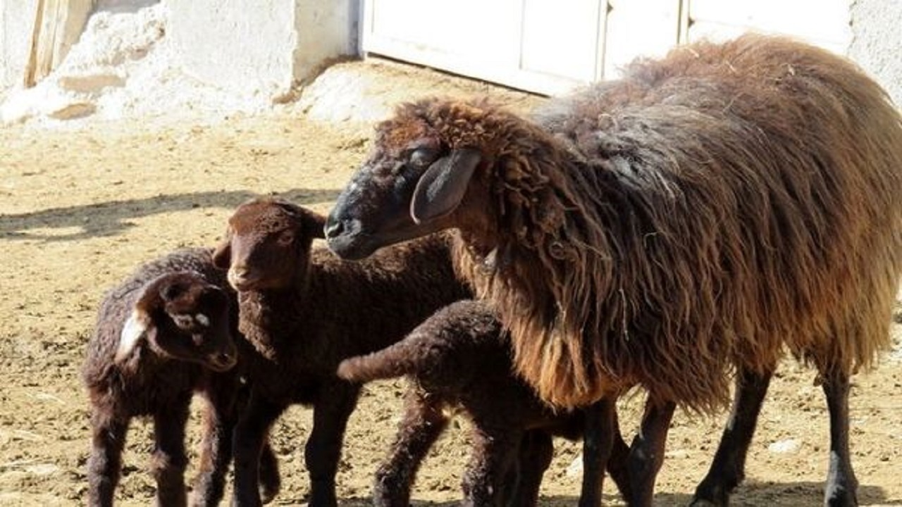 اجرای طرح تلقیح مصنوعی گوسفند بومی و نژاد رومانف در بروجن
