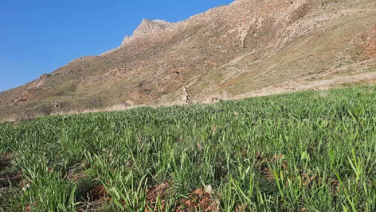 ایجاد سایت الگویی گیاهان دارویی در لردگان