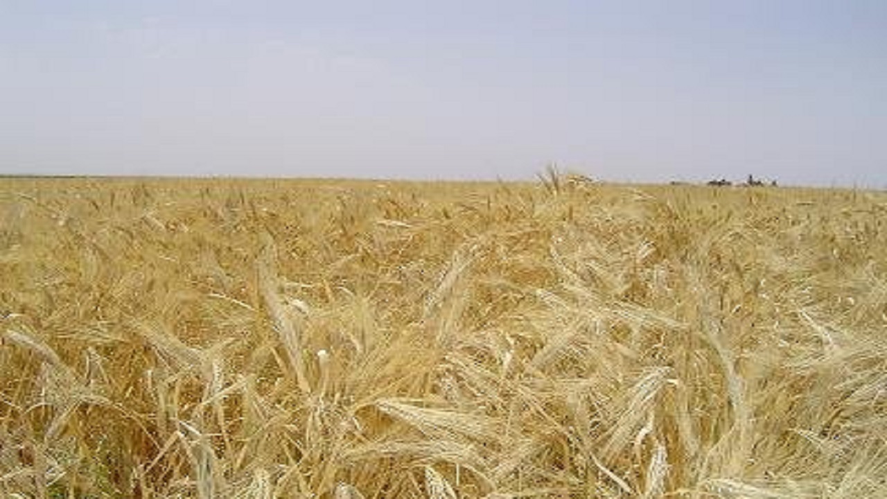 پیش بینی ۴۶ مرکز برای خرید گندم کشاورزان در استان اردبیل