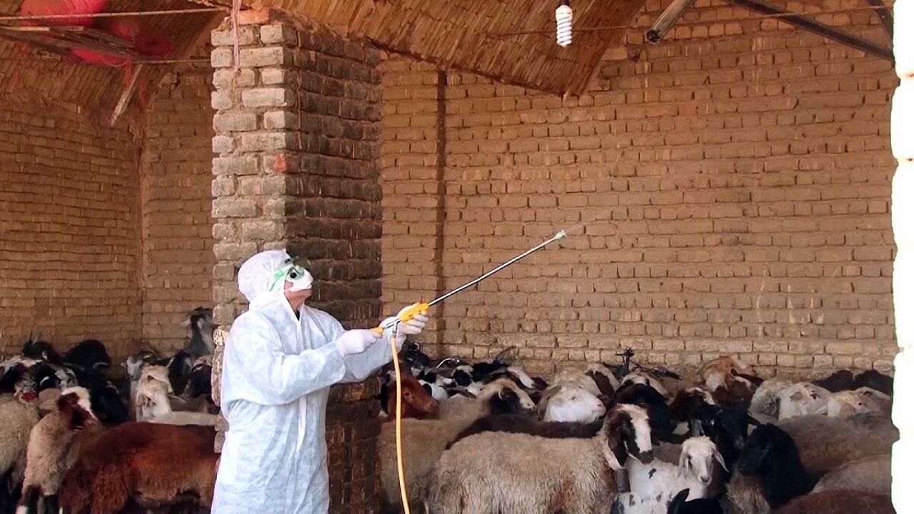 اردیبهشت و خرداد پرخطرترین ماه ها برای انتقال تب کریمه کنگو است