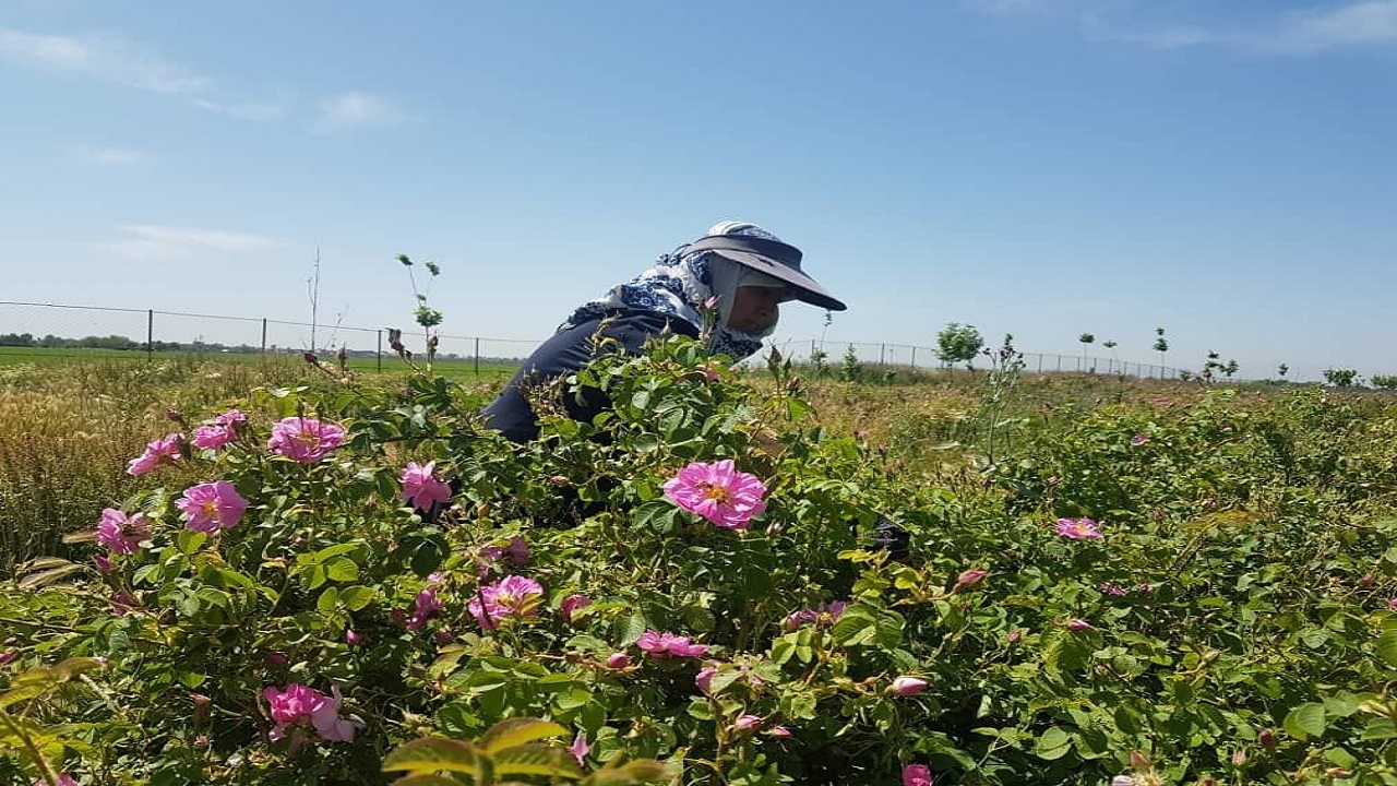 آغاز برداشت گل محمدی از گلستان‌های نظرآباد